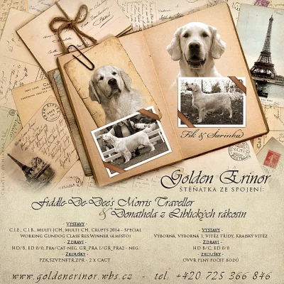 Zlatý retrívr - štěňátka s PP